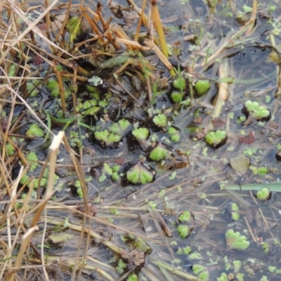 Ricciocarpos natans (Floating Liverwort) at Fyshwick, ACT - 20 Jun 2018 by MichaelBedingfield