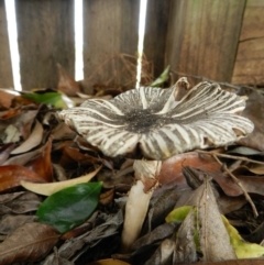 Agaricus rotalis (Agaricus rotalis) at Merimbula, NSW - 26 Jan 2018 by SueMuffler