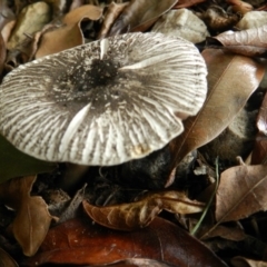 Agaricus rotalis at Merimbula, NSW - 26 Jan 2018