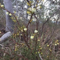 Acacia genistifolia (Early Wattle) at Black Mountain - 28 Jun 2018 by liztav