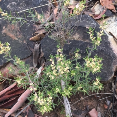 Monotoca scoparia (Broom Heath) at Black Mountain - 28 Jun 2018 by liztav