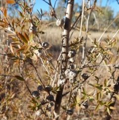 Leptospermum continentale (Prickly Teatree) at Belconnen, ACT - 25 Jun 2018 by CathB