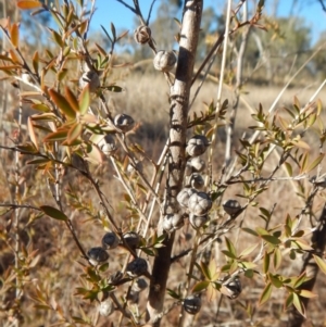 Leptospermum continentale at Belconnen, ACT - 25 Jun 2018