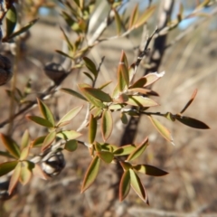 Leptospermum continentale at Belconnen, ACT - 25 Jun 2018