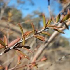 Leptospermum continentale at Belconnen, ACT - 25 Jun 2018