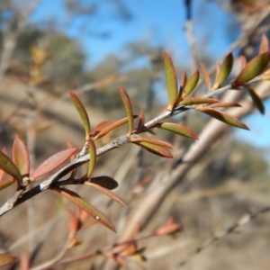 Leptospermum continentale at Belconnen, ACT - 25 Jun 2018