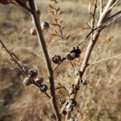 Leptospermum continentale at Belconnen, ACT - 25 Jun 2018