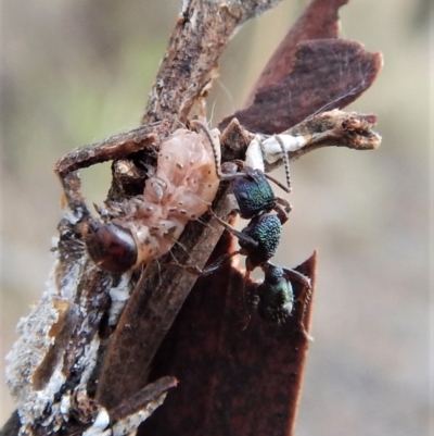 Rhytidoponera metallica (Greenhead ant) at Aranda Bushland - 27 Jun 2018 by CathB