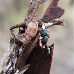 Rhytidoponera metallica (Greenhead ant) at Point 5813 - 27 Jun 2018 by CathB