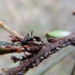 Rhytidoponera metallica at Cook, ACT - 27 Jun 2018