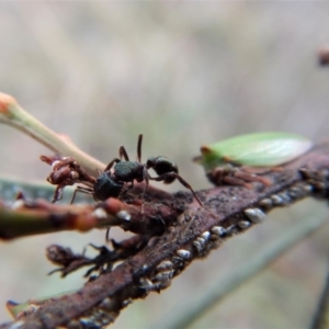 Rhytidoponera metallica at Cook, ACT - 27 Jun 2018 03:13 PM