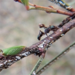 Rhytidoponera metallica at Cook, ACT - 27 Jun 2018 03:13 PM