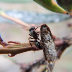 Rhytidoponera metallica at Cook, ACT - 27 Jun 2018 03:13 PM