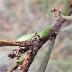 Sextius virescens (Acacia horned treehopper) at Aranda, ACT - 27 Jun 2018 by CathB