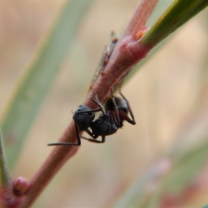 Polyrhachis sp. (genus) at Cook, ACT - 27 Jun 2018