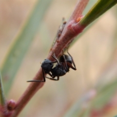 Polyrhachis sp. (genus) (A spiny ant) at Cook, ACT - 27 Jun 2018 by CathB