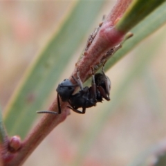 Polyrhachis sp. (genus) at Cook, ACT - 27 Jun 2018 03:46 PM