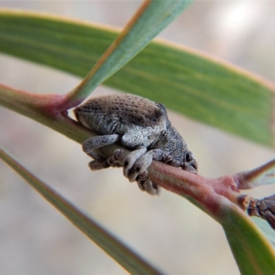 Gonipterus suturalis (Eucalypt weevil) at Mount Painter - 27 Jun 2018 by CathB