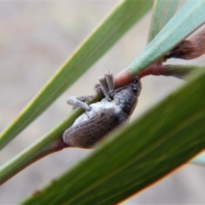 Gonipterus suturalis at Cook, ACT - 27 Jun 2018