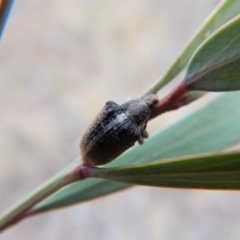 Gonipterus suturalis at Cook, ACT - 27 Jun 2018