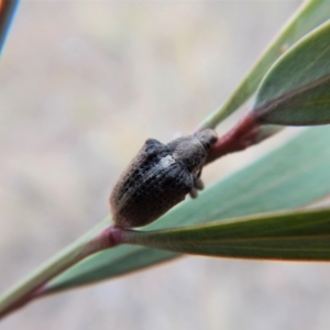 Gonipterus suturalis at Cook, ACT - 27 Jun 2018 03:48 PM