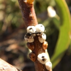 Camponotus sp. (genus) (A sugar ant) at Cook, ACT - 25 Jun 2018 by CathB