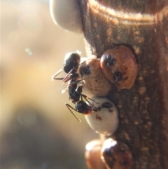 Camponotus sp. (genus) at Cook, ACT - 25 Jun 2018