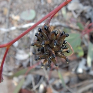 Perginae sp. (subfamily) at Cook, ACT - 27 Jun 2018 02:55 PM