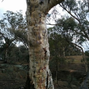Eucalyptus rossii at Symonston, ACT - 28 Jun 2018