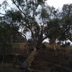 Eucalyptus rossii at Symonston, ACT - 28 Jun 2018 11:00 AM