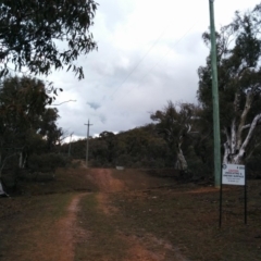 Eucalyptus rossii at Symonston, ACT - 28 Jun 2018