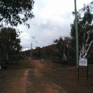 Eucalyptus rossii at Symonston, ACT - 28 Jun 2018 11:00 AM