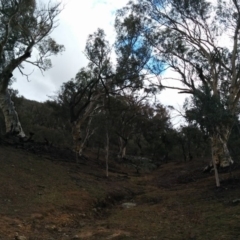 Eucalyptus rossii at Symonston, ACT - 28 Jun 2018