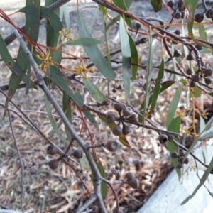 Eucalyptus rossii at Symonston, ACT - 28 Jun 2018 11:00 AM