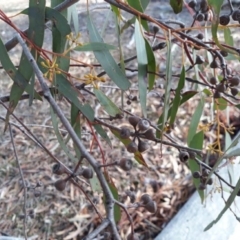 Eucalyptus rossii at Symonston, ACT - 28 Jun 2018