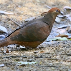 Macropygia phasianella (Brown Cuckoo-dove) at Burrill Lake Aboriginal Cave Walking Track - 13 Oct 2015 by Charles Dove