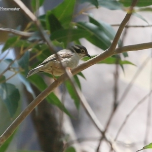 Melithreptus brevirostris at Meroo National Park - 14 Oct 2015 12:00 AM