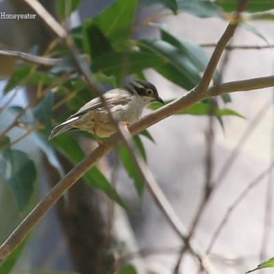 Melithreptus brevirostris (Brown-headed Honeyeater) at Meroo National Park - 14 Oct 2015 by CharlesDove