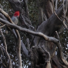 Callocephalon fimbriatum (Gang-gang Cockatoo) at Red Hill to Yarralumla Creek - 28 Jun 2018 by JackyF