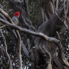 Callocephalon fimbriatum (Gang-gang Cockatoo) at GG107 - 28 Jun 2018 by JackyF