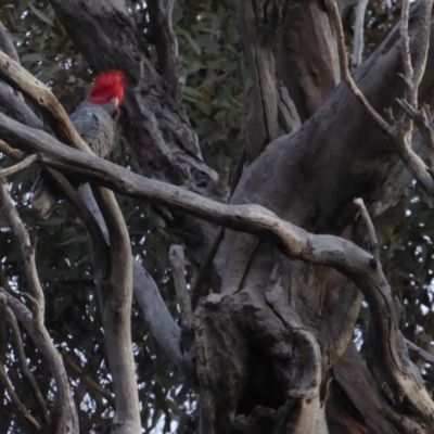 Callocephalon fimbriatum (Gang-gang Cockatoo) at Red Hill to Yarralumla Creek - 28 Jun 2018 by JackyF