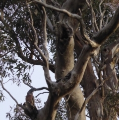 Callocephalon fimbriatum at Hughes, ACT - suppressed