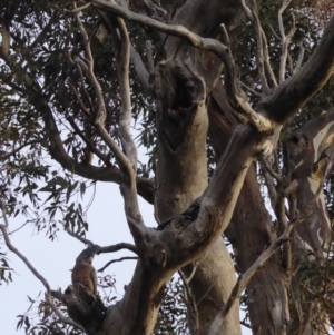 Callocephalon fimbriatum at Hughes, ACT - 28 Jun 2018