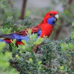 Platycercus elegans (Crimson Rosella) at Conjola Bushcare - 11 Oct 2015 by Charles Dove