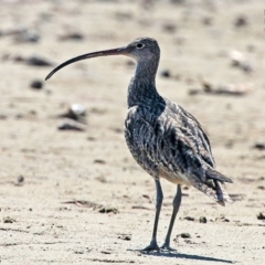 Numenius madagascariensis (Eastern Curlew) at Lake Conjola, NSW - 12 Oct 2015 by CharlesDove