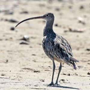 Numenius madagascariensis at Lake Conjola, NSW - 12 Oct 2015