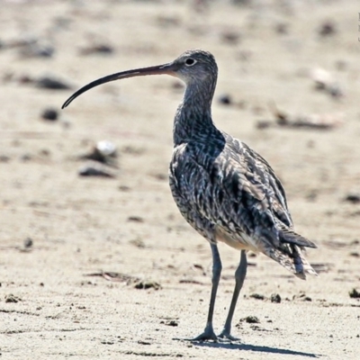 Numenius madagascariensis (Eastern Curlew) at Lake Conjola, NSW - 12 Oct 2015 by CharlesDove