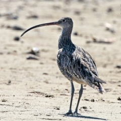 Numenius madagascariensis (Eastern Curlew) at Lake Conjola, NSW - 11 Oct 2015 by Charles Dove