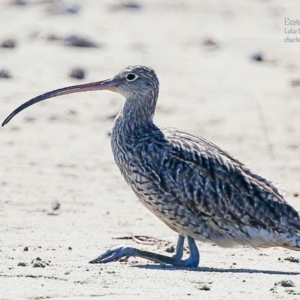 Numenius madagascariensis at Lake Conjola, NSW - 12 Oct 2015