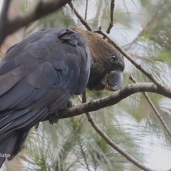 Calyptorhynchus lathami lathami (Glossy Black-Cockatoo) at Conjola Bushcare - 25 Oct 2015 by Charles Dove